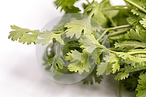 Close up fresh Coriander green leaves isolate on white background.