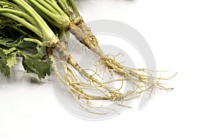Close up fresh Coriander roots isolate on white background.