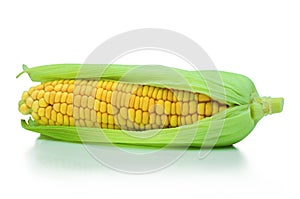 Close-up of fresh corn, Grains of ripe corn texture background, yellow sweet raw ear corn isolated on white background