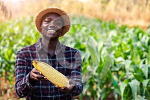 Close up a fresh corn holding by african farmer man in a farm land