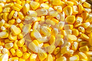 Close-up of fresh corn kernels