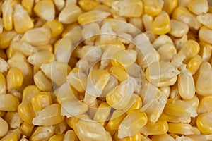 Close-Up Of Fresh Corn Kernels Texture From Above.