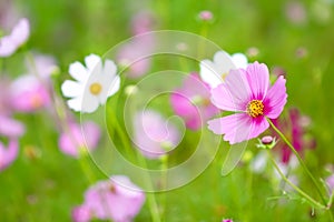 Close up fresh cosmos bipinnatus blossom with water drops blooming in the morning garden natural background