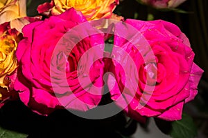 Close-up of fresh crimson roses.