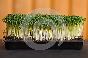 Close up on fresh cuckooflower