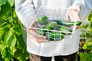 Close-up of fresh cucumbers in basket in young male hands. Growing healthy organic natural food at home, gardening hobby