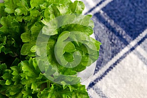 Close-up Fresh Curly Parsley On Napkin