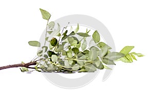 Close up of fresh curry leaves or sweet nim or sweet neem or khadhi patta or kadi pata isolated on white also known as Murraya koe