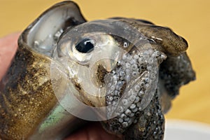 Fresh cuttle fish close up