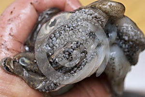 A close up of a fresh cuttlefish