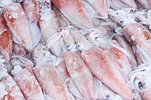 Close up of fresh cuttlefish on ice