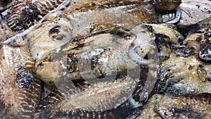 Close up of fresh cuttlefish at a market in Italy