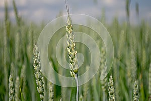 Close-up of fresh ears of young green wheat in the field. Agricultural scene