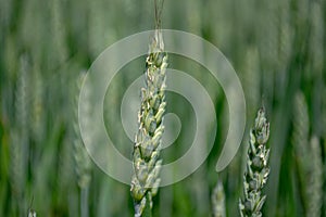 Close-up of fresh ears of young green wheat in the field. Agricultural scene