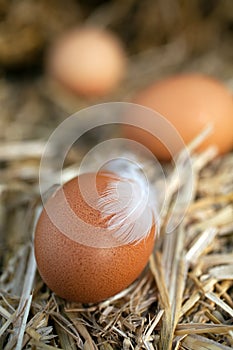 Close-up of fresh eggs, natural protein source