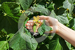 Close up of fresh elderly woman farmer hands check cucumbers. Healthy eating and agriculture concept