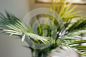 Close up fresh evergreen leaves of areca or kentia palm houseplant in pot by the window with sunlight in living room