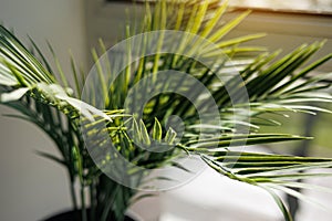 Close up fresh evergreen leaves of areca or kentia palm houseplant in pot by the window with sunlight in living room