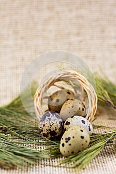 Close up of fresh farm Quail eggs in a fallen straw basket.
