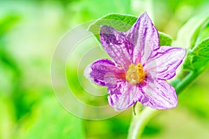 Close-up of fresh flower solanum, thai eggplant background in ga