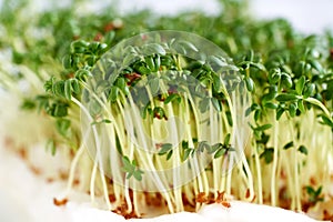 Close up of fresh garden cress sprouts