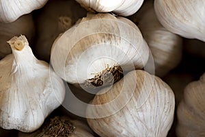 Close Up of Fresh Garlic Bulbs
