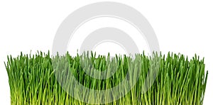 Close up of fresh grass isolated on white