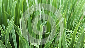 Close up of fresh grass with water drops on a summer day. Stock footage. Drops of morning dew on green grass meadow