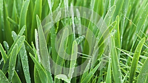 Close up of fresh grass with water drops on a summer day. Stock footage. Drops of morning dew on green grass meadow