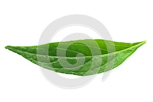 Fresh green Andrographis paniculata leaf on white background