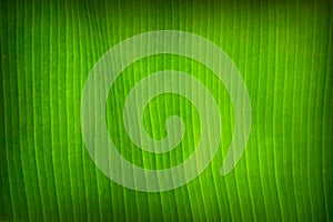 Close up of fresh green banana leaf texture background