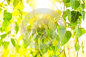 Close up of fresh Green Bo Leaf With Sunlight In The Morning. Bodhi pipal tree Tree Leaves