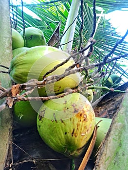 Close-up of fresh green coconut fruits hanging from thee coconut tree in my garden