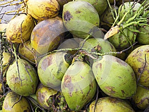 Close up of fresh green coconuts