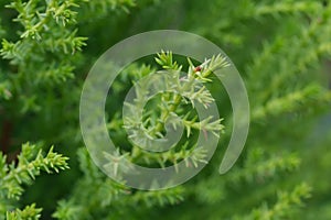 Close up fresh green conifer cones on Juniperus formosana Hayata