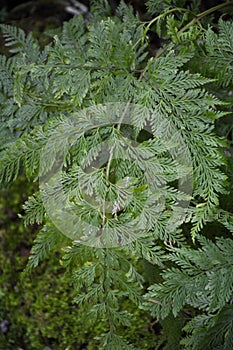 Fresh green davallia trichomanoides plant in nature garden photo