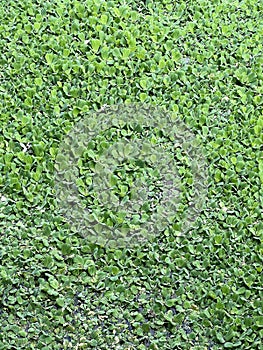 fresh green duckweed background