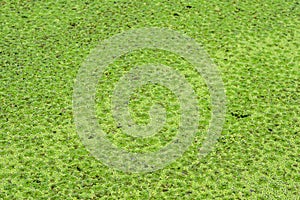 Green duckweed texture