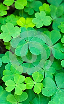 Close-up of fresh green garden clover