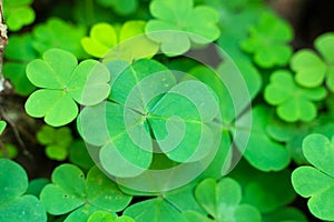 Close-up of fresh green garden clover