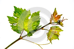 Close up fresh Green grape leaves isolated on white background