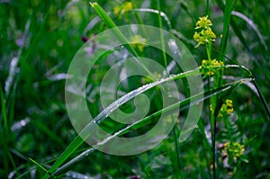 Close up of fresh green gras with morning dew