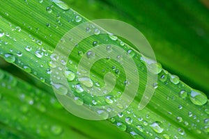 Close-up of fresh green grass with large drops of dew