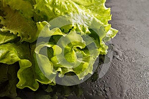 Close up. Fresh green healthy curly salad lettuce wetted with water drops. Black background. Copy space