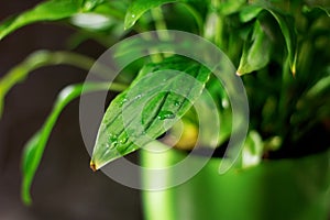 Close-up on a fresh green leaf, after rain with water drops. Botanical foliage nature background. Template for wallpaper. Dark