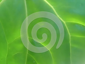 Close-Up of Fresh Green Leaf with Visible Veins and Glossy Texture photo