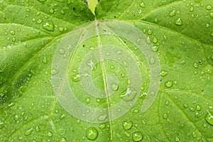 Close of up of fresh green leaf with water droplets