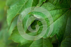 Close-up Of Fresh Green Leaves