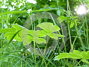 Close up of Fresh Green Leaves of Aquilegia Columbine Plants on