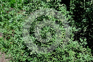 Close up of fresh green leaves of Artemisia absinthium, known as grand wormwood or absinthe, in a garden in a sunny spring day,